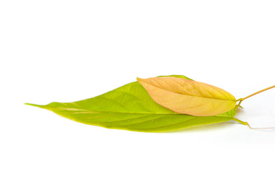 Bread flower leaves isolated on white background.