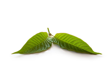 Kratom leaves.