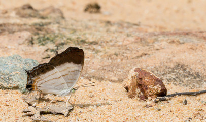 A beautiful butterfly in the nature background