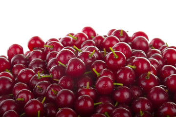 red bird cherry background isolated on white