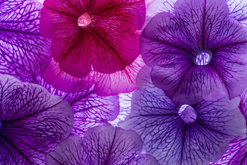 background from flower petals - purple petunia