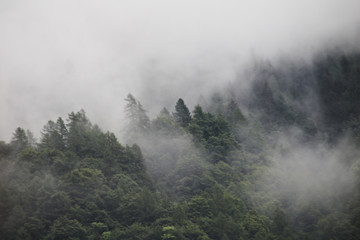 Obraz na płótnie Canvas foggy clouds rising from dark alpine mountain forest