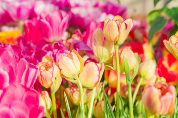 close up of blooming spring tulip flower of pink and orange colors