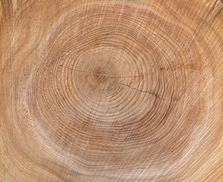 Textur der Jahresringe eines Baumes 