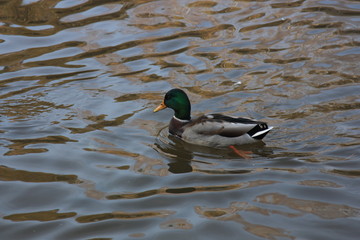 Fototapeta premium Bird water floats