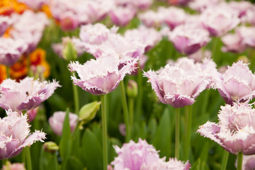Tulips blooming in a garden in botany park in early spring