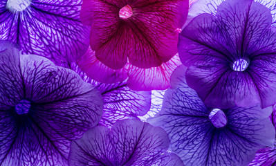 background from flower petals - purple petunia