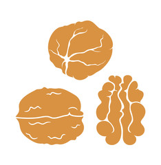 Walnut set. Isolated walnut on white background 