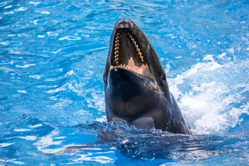 Obraz premium A laughing killer whale, Orcinus Orca, in the water.