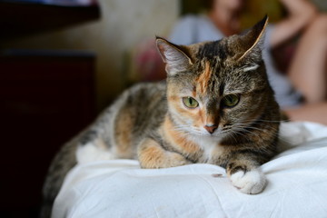 Masha