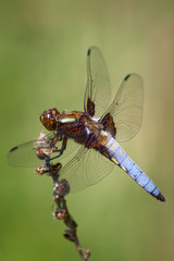 Libellula Depressa