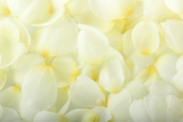 white petals of rose background