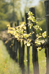 Branch of vine  with first green leaves in vineyard in early spring