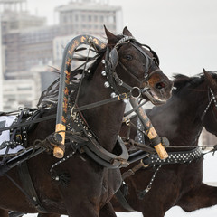Russian Troika of horse at the racetrack in Russia on winter. Detail closeup in action.
