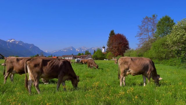 Cows on the pasture, Bavaria, Germany