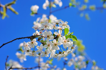 Cherry blossom in spring