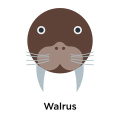 Walrus icon vector sign and symbol isolated on white background