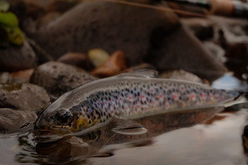 Wild Brown Trout
