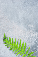 Gray textured background with green fern