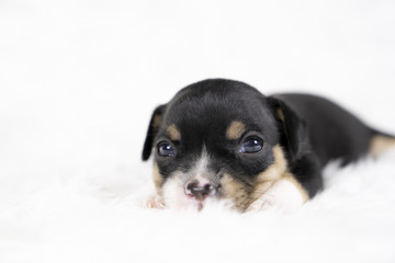 Jack russel puppy dog sit on white wool background.Puppy dog concept.