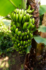Banana Tree