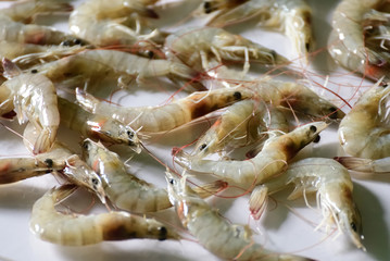 Group of prawn on white background