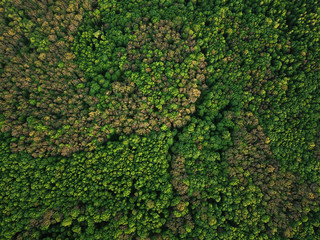 Aerial view of the green mixed deciduous-coniferous forest