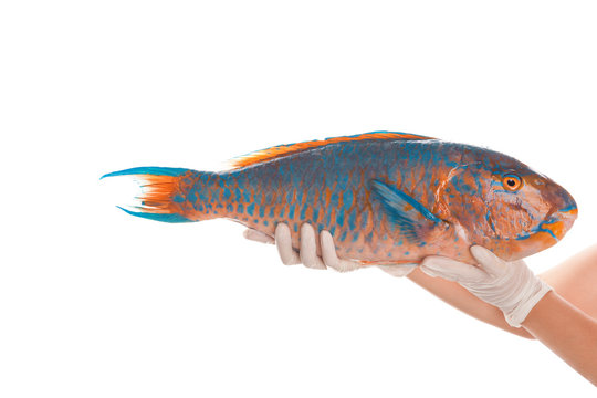 Colorful parrot fish isolated.