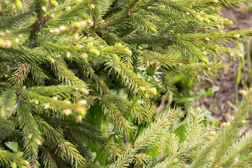  Spring spruce tree branches