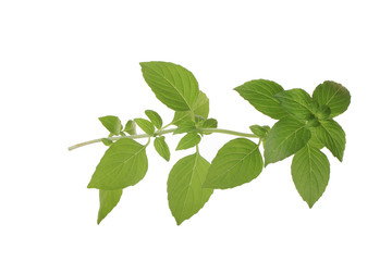branch of basil isolated on white