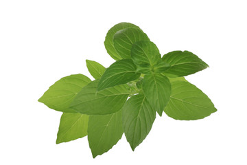 branch of basil isolated on white