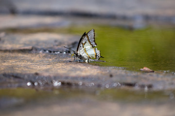 A beautiful  butterfly in the nature background.