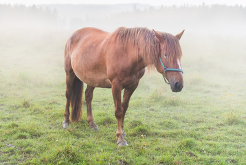 Horse and fog
