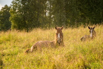 Mother and foal resting