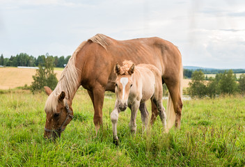 Mother and foal close