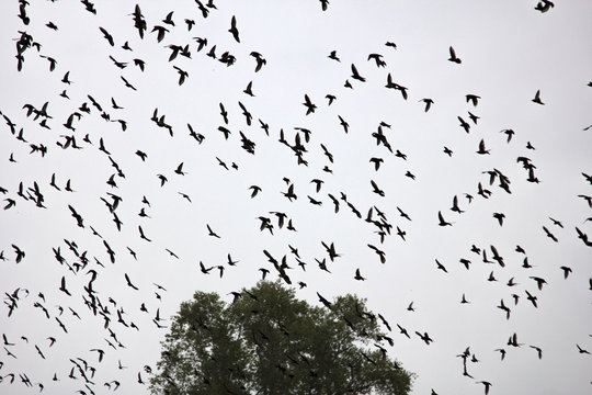 Big flocks of starlings before sleepover concentrated in dense flocks