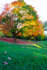 Naklejka premium Autumn in Montreal, Canada