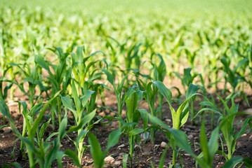 Obraz premium Rows of young corn growing on a field