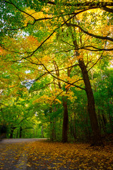 Autumn in Montreal, Canada