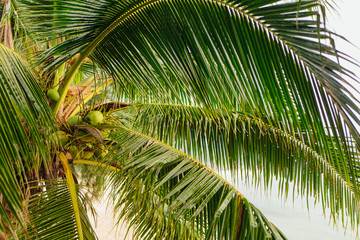 Obraz na płótnie Canvas Coconut palm trees
