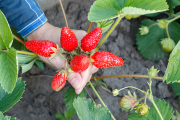 Female gardener is holding ripe strawberries in hand. Ripe and unripe strawberries in the garden