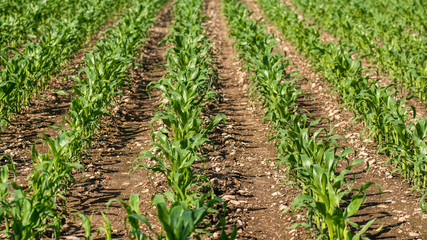 Fototapeta na wymiar Rows of young corn growing on a field
