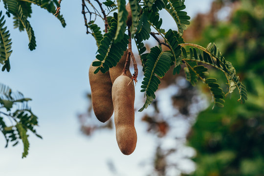 Tamarind fresh fruit on tree, Tropical fruits, Tree tamarind. Raw tamarind on tree