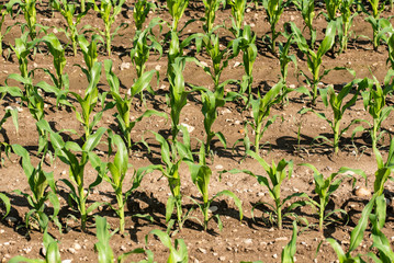 Rows of young corn growing on a field
