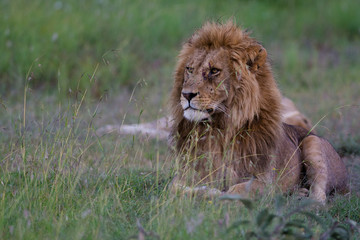 Lion