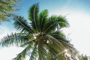 Naklejka na ściany i meble Coconut palm trees