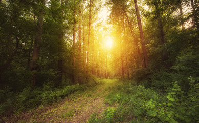 Obraz premium Forest landscape