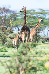 Fototapeta premium Kenya