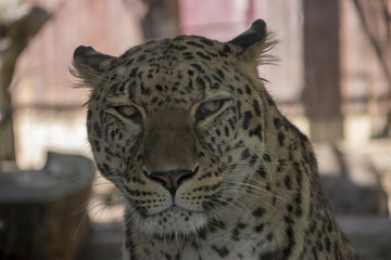 Mirada leopardo