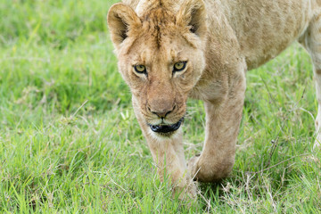 Lion